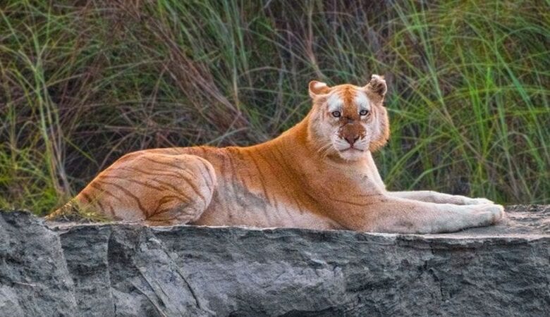 golden-tiger-amravati-mandal