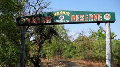 melghat-tiger-reserve-amravati-mandal