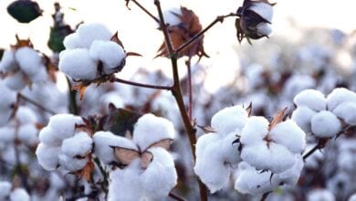 cotton-amravati-mandal