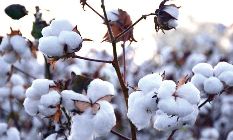 cotton-amravati-mandal