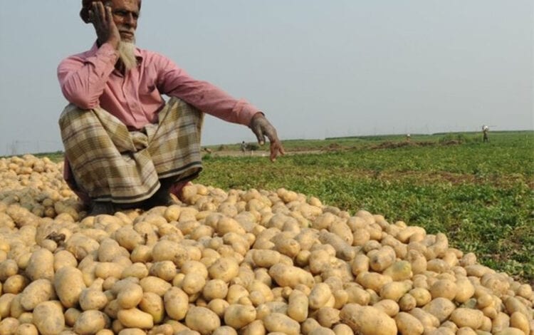 Potatoes_froad-amravati mandal