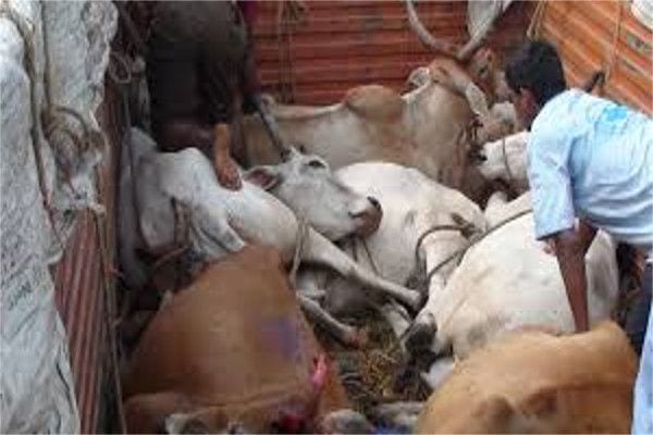 animal-trafficking-amravati-mandal