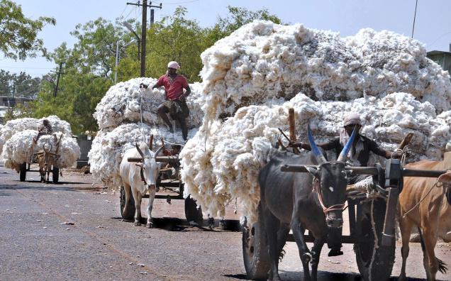 cotton-market-amravati-madnal