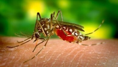 dengue-mosquito-and-prevention_amravati-mandal