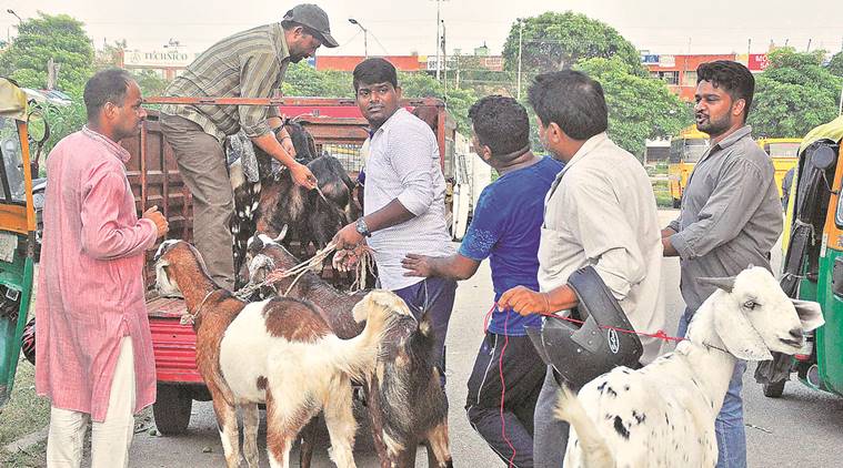 goat-main-bakri-eid-amravati-mandal