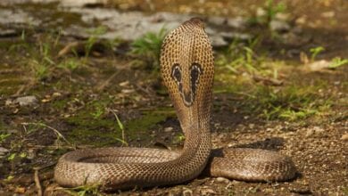 snake-amravati-mandal