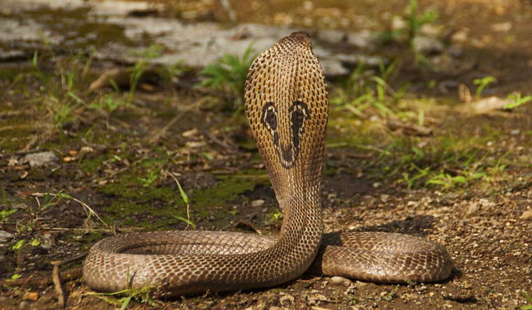snake-amravati-mandal