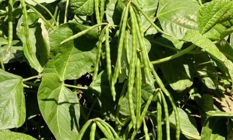 mung-crop-amravati-mandal