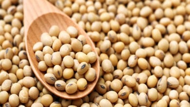 soyabean-amravati-mandal