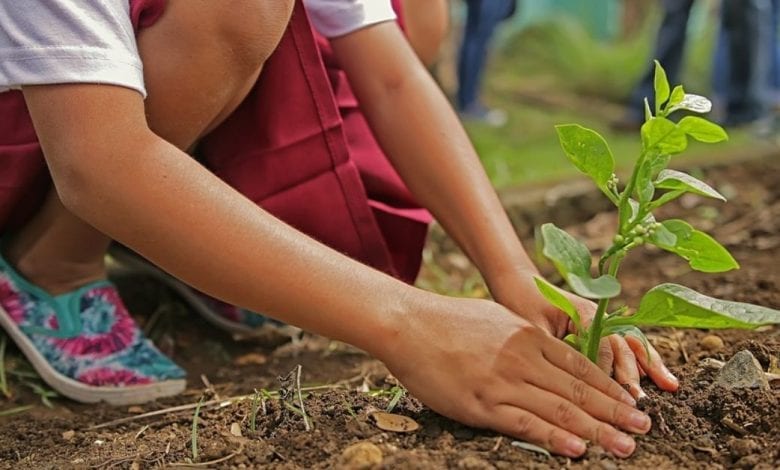 tree-plantation-amravati mandal