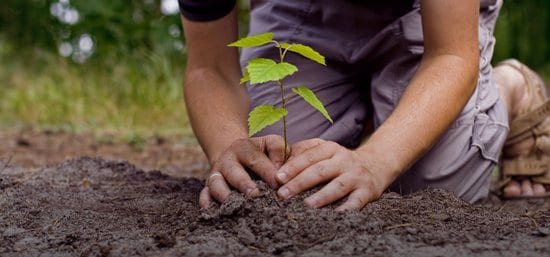 tree-plantation-amravati-mandal