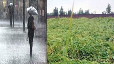 rain-instead-of-gain-amravati-mandal