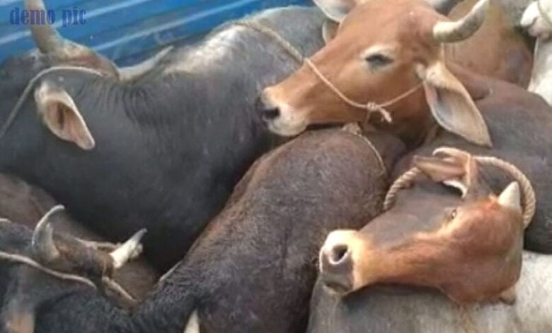 Cow-dynasty-were-being-brough-to-container-amravati-mandal
