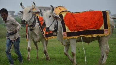 pola-festival-amravati-mandal