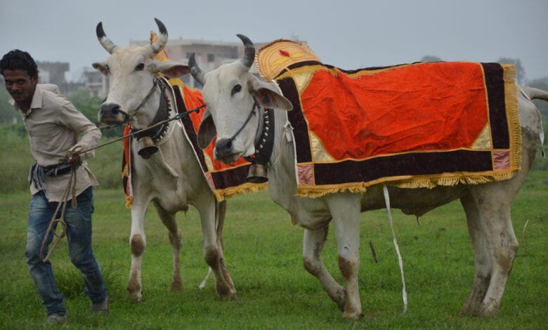 pola-festival-amravati-mandal