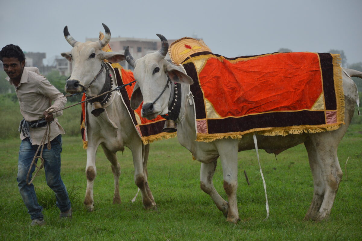 pola-festival-amravati-mandal