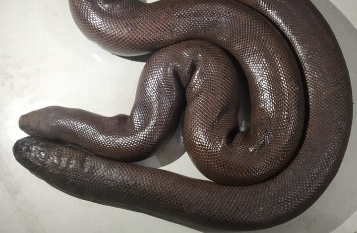 Akola-snake-amravati-mandal