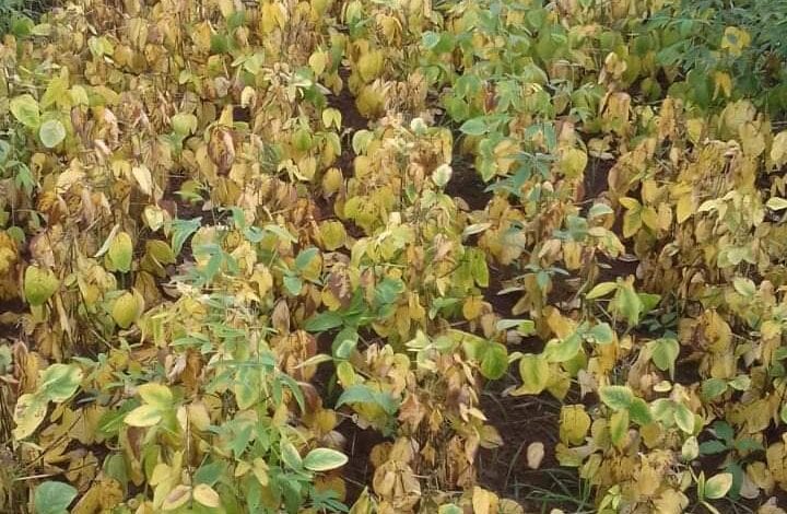 Soyabean-amravati-mandal
