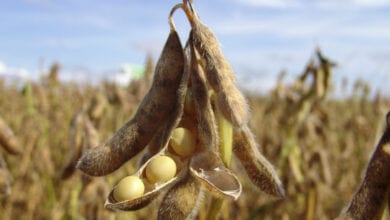 Soybean-amravati-mandal