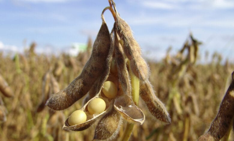 Soybean-amravati-mandal
