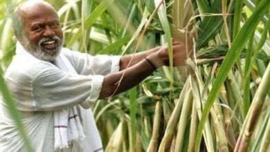Sugarcane-farmer-amravati-mandal
