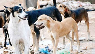 stray-dogs-in-the-city-amravati-mandal