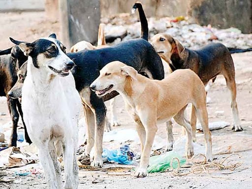 stray-dogs-in-the-city-amravati-mandal