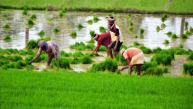 agriculture-amravati-mandal
