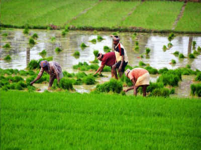 agriculture-amravati-mandal