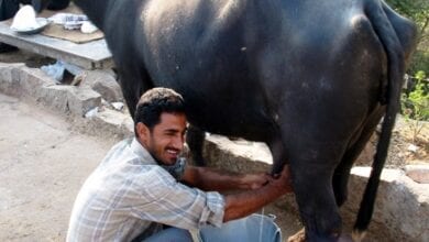 buffalo-milk-amravati-mandal