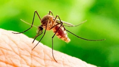 dengue-amravati-mandal