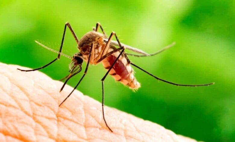 dengue-amravati-mandal