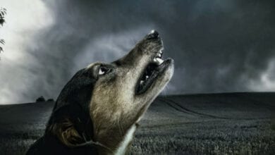 dog-amravati-mandal
