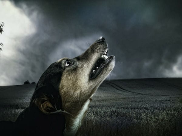 dog-amravati-mandal