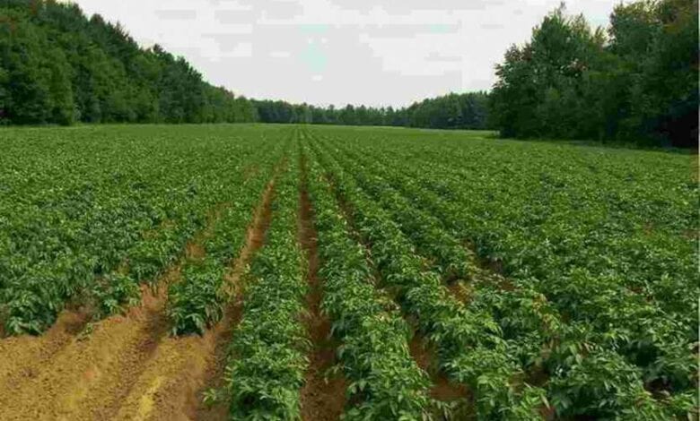 farming_moong-amravati-mandal