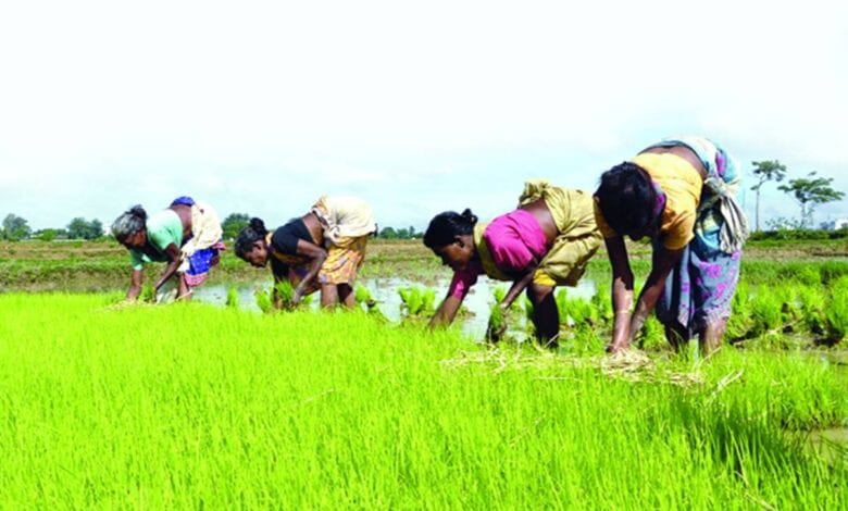 kharif-seeds-amravati-mandal