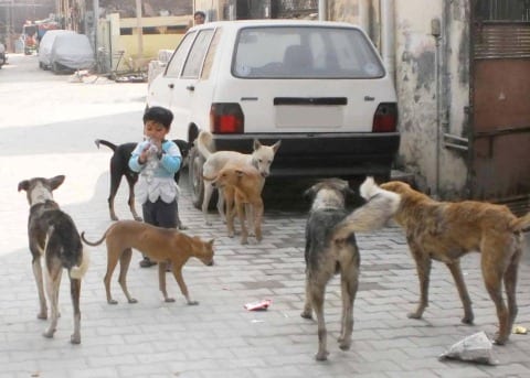stray-dogs-in-the-city-amravati-mandal
