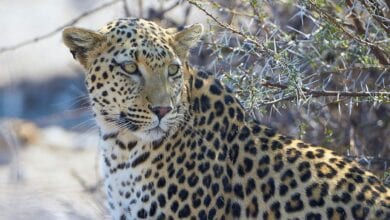 leopard-amravati-mandal