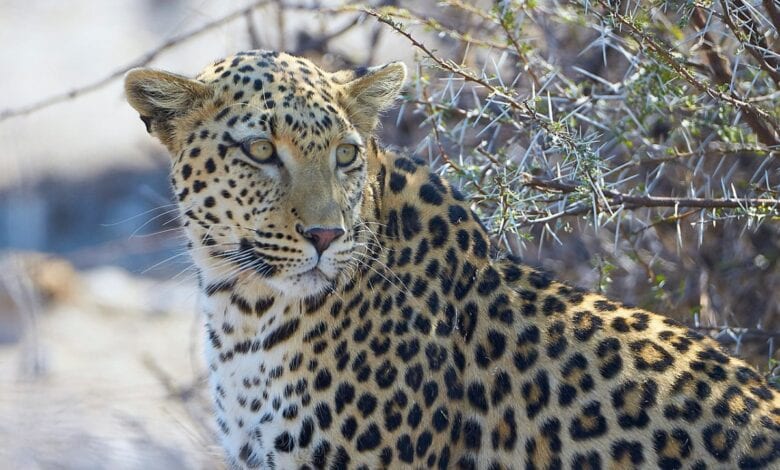 leopard-amravati-mandal