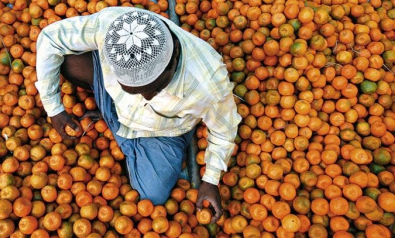 orranges-sell-amravati-mandal