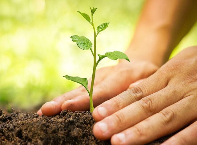 one-student-one-tree-amravati-mandal
