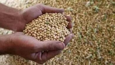 soybean-seeds-fail-amravati-mandal