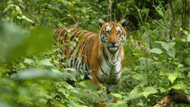tiger-amravati-mandal