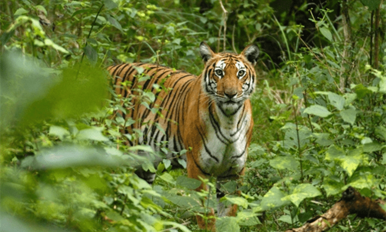 tiger-amravati-mandal