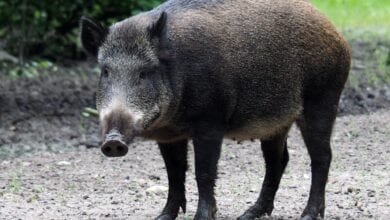 wild-pig-amravati-mandal