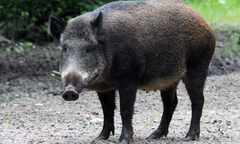 wild-pig-amravati-mandal