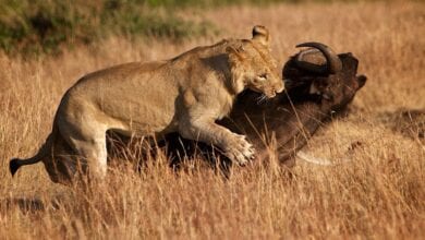 The-tiger-hunted-the-buffalo-amravati-mandal