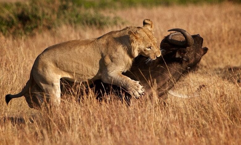 The-tiger-hunted-the-buffalo-amravati-mandal