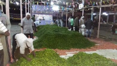 Green-chillies-amravati-mandal
