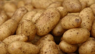 Potatoes-amravati-mandal